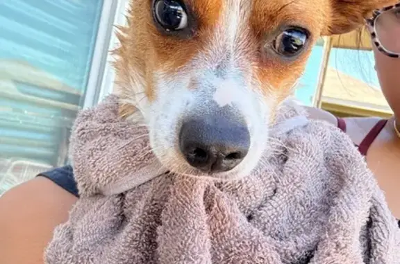 Lost Small Dog: Help Find Him in SA!