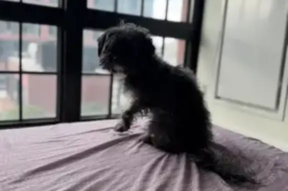 Lost Morkie: Black/Gray, Last Seen on Ave N