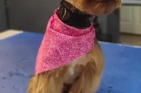 Lost Dog on Shufford St, San Juan