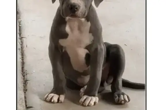Missing dog Edinburg, photo: Lost Grey Dog: White Paws & Belly Bump