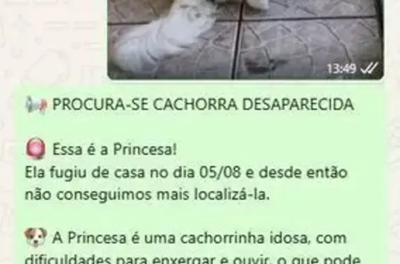 cachorro desaparecida