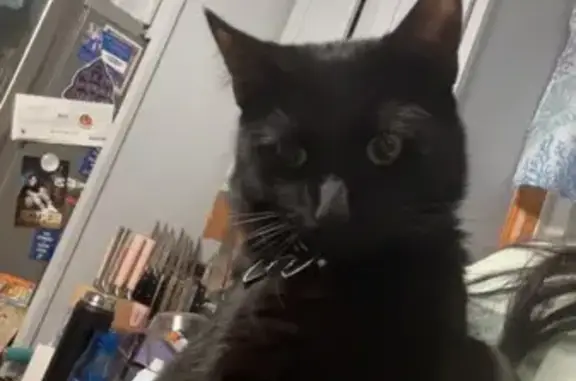 Lost Black Cat in Plymouth: Help Find Loki!