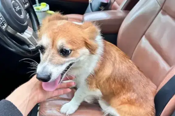 Found pets Savannah, photo: Found: Small Fluffy Dog on E 60th St