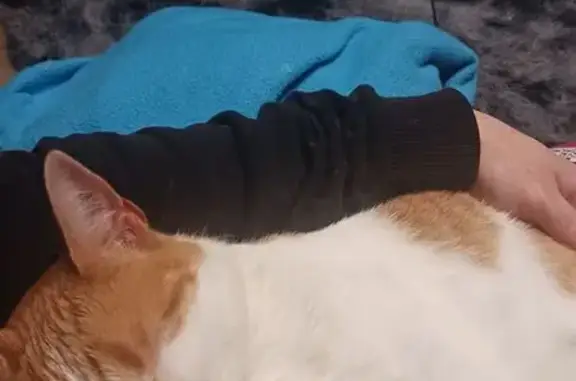 Lost Cat on Kenneth Dr: Shaved Front Paw