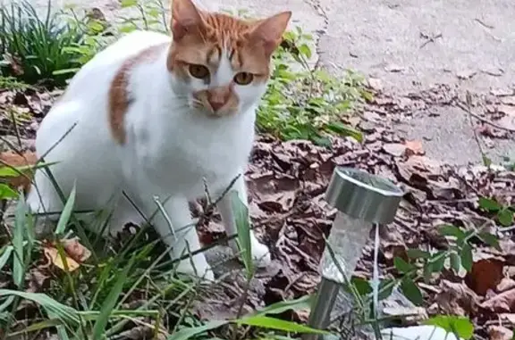 Lost Cat on Kenneth Dr: Shaved Front Paw
