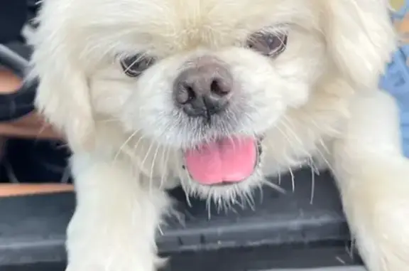 Found pets Biloxi, photo: Friendly Found Pekingese on Madison Dr