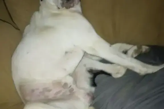 Lost Dog: White & Black, Stansifer Ave