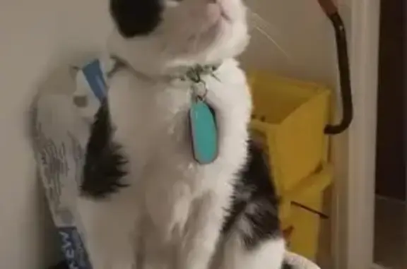 Lost Tuxedo Cat 'Jack' in Dover Area