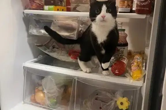 Missing cat Summit, photo: Lost Cat: Black & White, Green Eyes