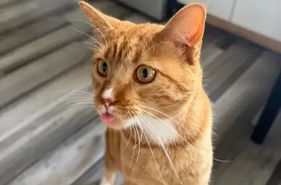 Lost Cat on East 7th Ave, Aurora