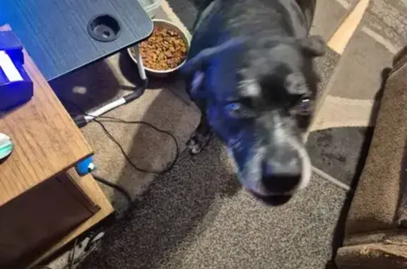 Lost Dog: Friendly Black Pup on 25th St