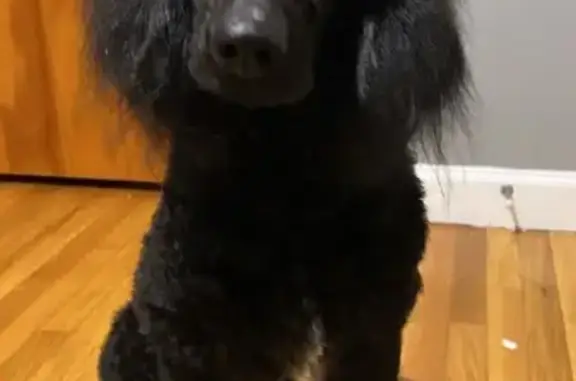 Lost Dog: Luna, White Chest Spot, Friendly