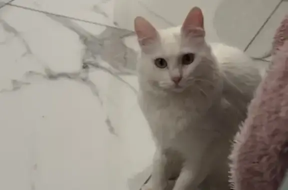 ¡Ayuda! Gata Perla perdida en Elche