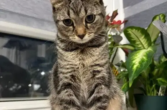 Missing cat Chicago, photo: Lost Cat: Black & Silver, N. Laramie Ave