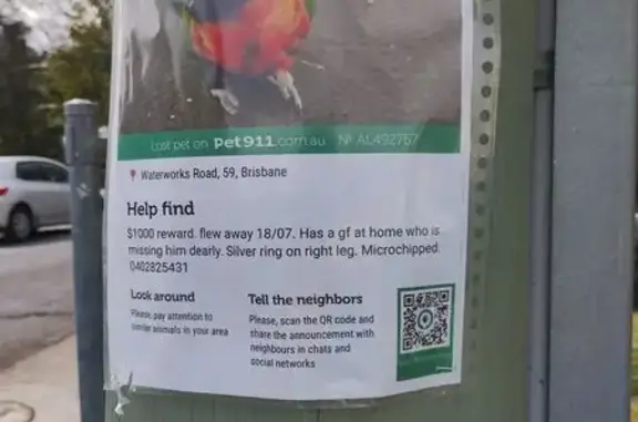 Found Bird at 15 Susan St, Bri...