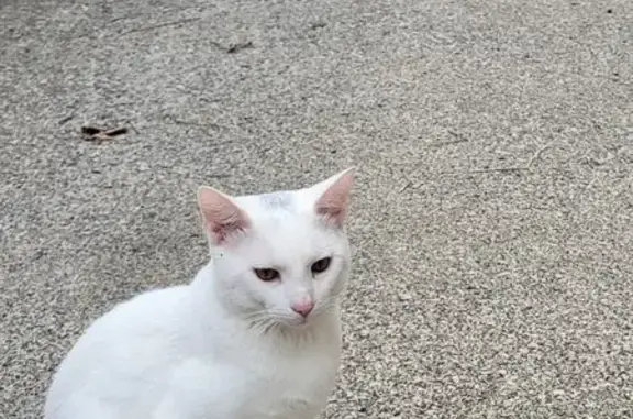 Missing cat Chicago, photo: Help Find Onyx: White Cat, Yellow Eyes