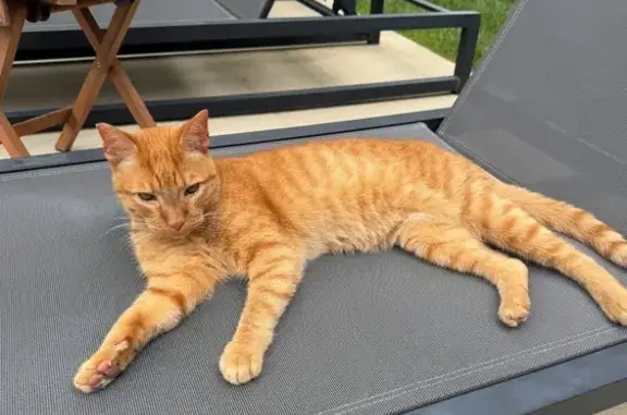 Found cat East Hampton North, photo: Found: Orange Tabby on Crystal Drive