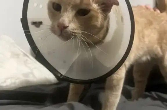 Lost Ginger Cat 'Buddy' - Urgent Help!