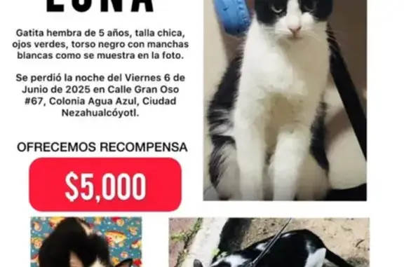 Se busca: Gatita Luna, blanca y negra, dócil