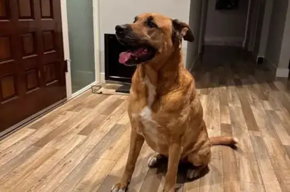 Found pets San Diego, photo: Found Male Dog: Wandermere & Lake Murray