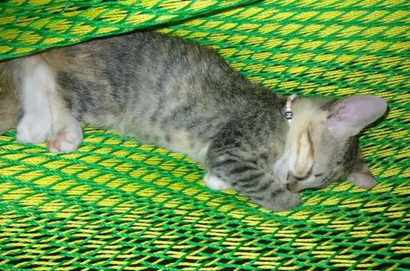 ¡Ayuda a encontrar a nuestra gatita perdida!