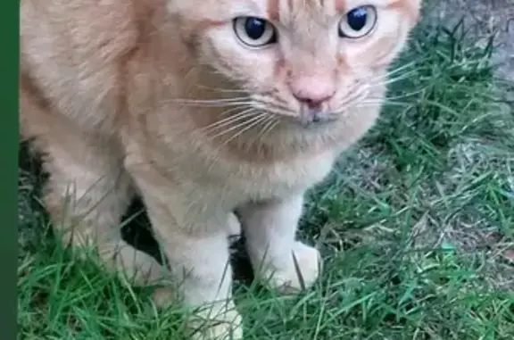 Chat mâle sociable trouvé à Chantilly - photo