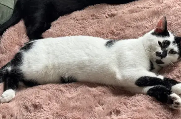 Found cat Pelsall, photo: Missing: Friendly Black & White Cat Frankie