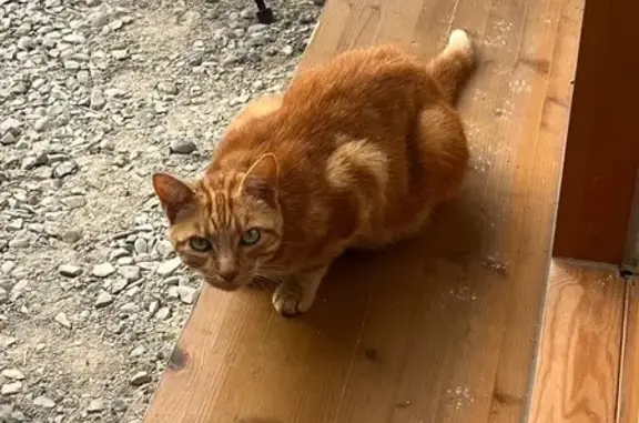 Animaux trouvés , photo: Chat roux craintif trouvé à Chamousset