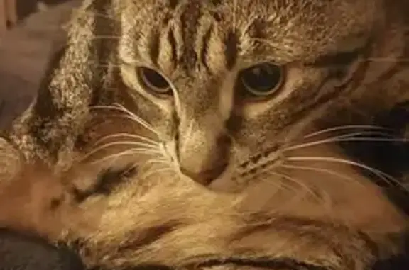 Missing cat , photo: Curious Tabby Escapes: Central Coast
