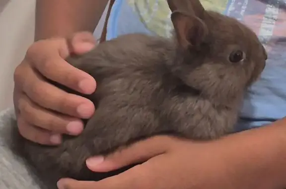 Chat perdu : Lapin nain marron, Lespinasse - photo