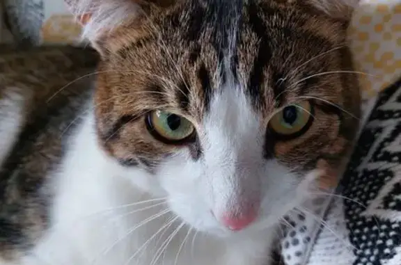 Chat perdu, Fougères, photo: Chat perdu : Plume, gris-blanc tigré