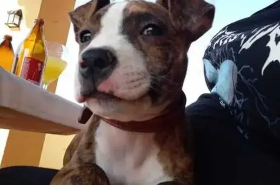 Perro Perdido: Atigrado con Manchas Blancas