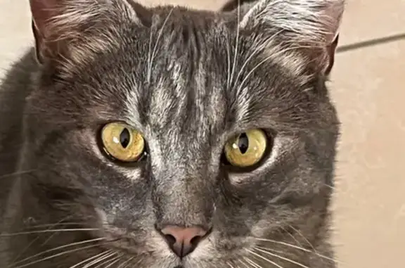 Chat perdu, tatoué, peureux mais gentil - photo
