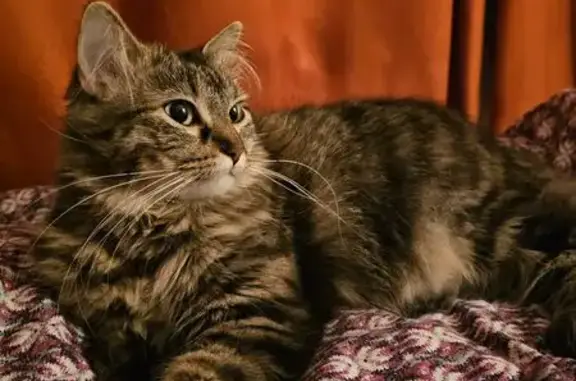 Chatte beige aux yeux verts perdue à Geispolsheim - photo