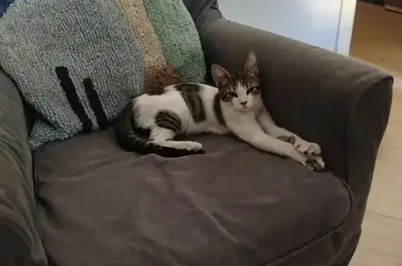 Gatito Cariñoso y Juguetón en...