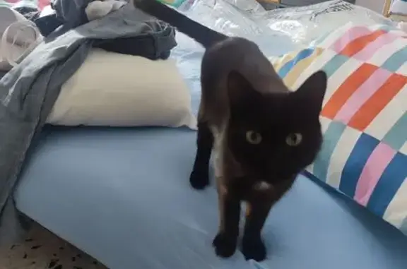 Animaux perdus Le Soler, photo: Perdue : Chatte noire Mimi au Soler