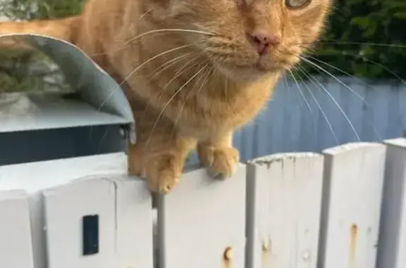 Lost Ginger Tom Cat in Sydney - Help!