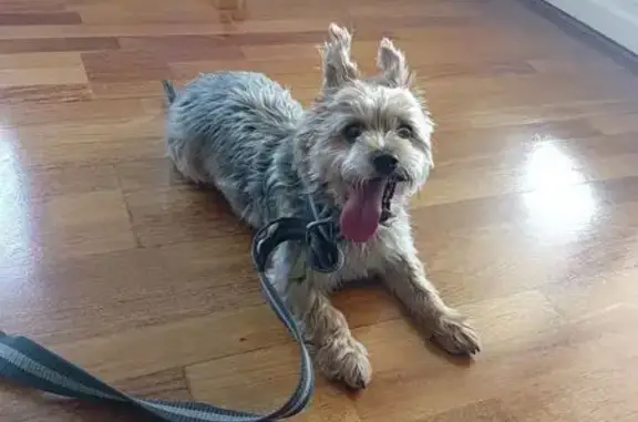 Chien trouvé Nice, photo: Yorkshire trouvé sans canine à Nice