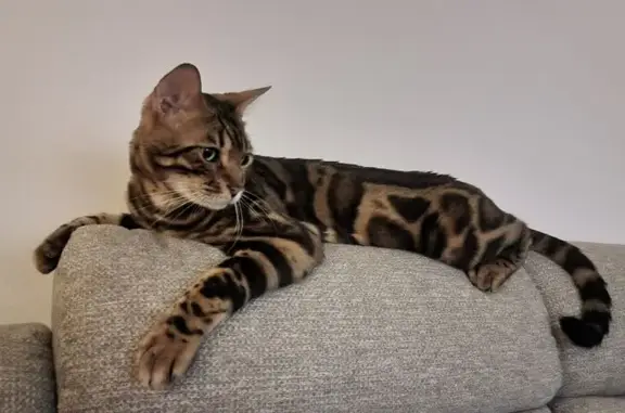 Gatos perdidos, , foto: ¡Gato Bengali Perdido en Santa Coloma!