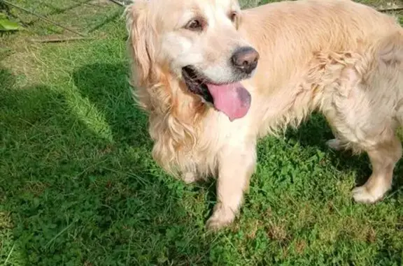 Animaux trouvés Sées, photo: Golden retriever beige trouvé à Sées