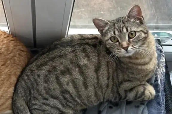 Chat perdue, craintive, pucée, Hommarting - photo