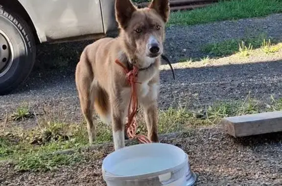 Animaux trouvés , photo: Chien maigre et sociable trouvé à Saint-Jean