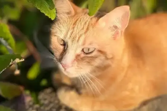 Chatte rousse 2 ans perdue à Nantes - photo