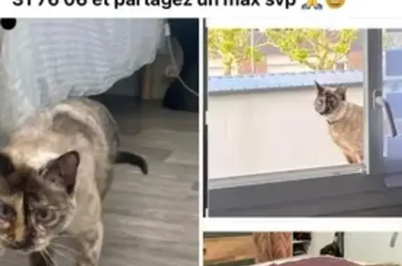Siamoise 8 ans perdue à Soues - photo