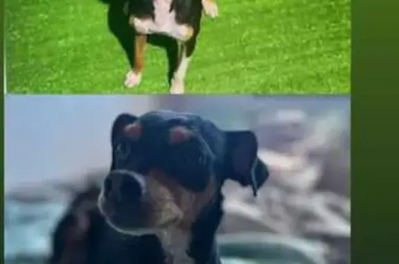 Perro perdido: Coco, negro y marrón, asustadizo