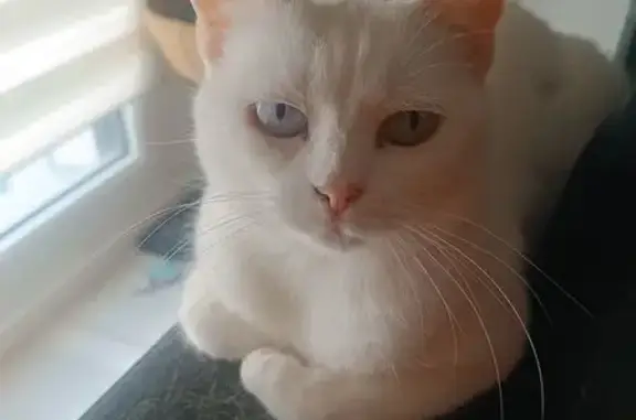 Animaux perdus Pornic, photo: Chat blanc perdu, yeux vairons, Pornic