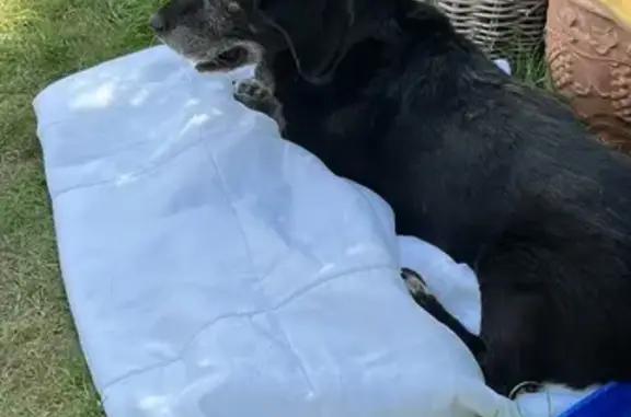 Animaux trouvés Camiers, photo: Chien noir âgé trouvé Avenue de Cambrai