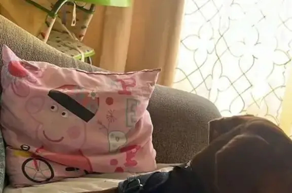 Perro Perdido: Tekel Marrón en Murcia