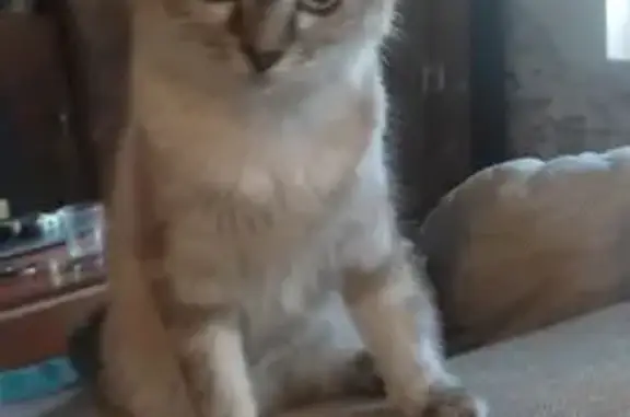 Chat perdu, Mauves-sur-Loire, photo: Chatte crème perdue, 5 mois, Mauves-sur-Loire