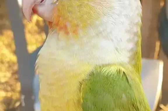 Animaux perdus La Madeleine-de-Nonancourt, photo: Conure perdue à La Madeleine-de-Nonancourt